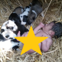 O mamă cățelușă a salvat viața unui bebeluș abandonat, îngrijindu-l ca pe propriul pui