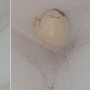 Un ou bizar a apărut pe tavanul camerei fiului meu. Aveți idee ce este?