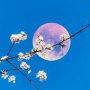 Vine Luna Roz! Cum ne va afecta prima lună plină din această primăvară