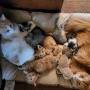 Co-parenting felin: două mame pisicuțe au grijă împreună de puii lor