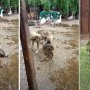 O cățelușă din Buzău a adoptat un pui de căprioară și i-a salvat viața