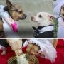 Nunta anului: doi cățeluși abandonați au parte de o ceremonie adorabilă organizată de adăpostul care i-a salvat