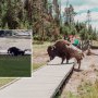 VIDEO: Un tată se luptă cu un bizon pentru a-și salva copilul