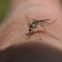 Atenție, părinți! Peste 50 de cazuri confirmate cu virusul West Nile în România. Ce măsuri trebuie să luați