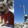 Zoe Alpinista, cățelușa care a cucerit cei mai înalți munți! Este primul câine care a obținut legitimație de mountaniard
