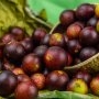 Camu camu: beneficii și idei de consum
