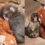 Punch, puiul de maimuță devenit viral pe internet după ce a fost abandonat de mama lui. A găsit alinare într-o jucărie de pluș de care nu se desparte niciodată