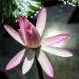 Semințe de lotus: beneficii și recomandări