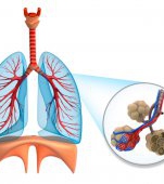 Anatomia plamanilor