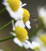 Repelente naturale pentru tantari