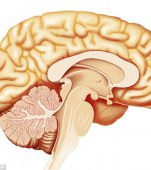 Leziunile cerebrale-cauza aparitiei autismului? 