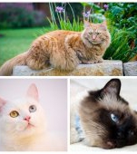 Top 10 rase de pisici recomandate pentru copii