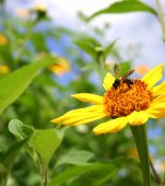 Top 10 produse care protejeaza copilul de insecte pe timp de vara