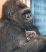 In sfarsit, a devenit mama: gorila Koko a adoptat doi pui de pisica; imaginile cu ei sunt induiosatoare