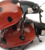 Expertii au descoperit care este cea mai potrivita varsta a copilului pentru discutia despre sex
