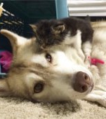 Cei mai buni prieteni: un catel husky salveaza o pisicuta de la moarte