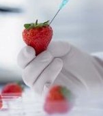 Ce trebuie sa stii despre alimentele modificate genetic