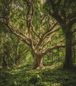 10 păduri spectaculoase de care nu ai auzit