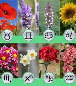 Zodiacul floricol: ce floare este copilul tău