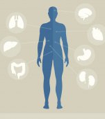 S-a descoperit un nou organ în corpul omului și este ascuns în propria ta burtă