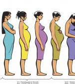 Tabel cu lunile de sarcină