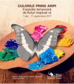 Culorile prind aripi