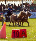 Poneii reiau spectacolul ecvestru la Karpatia Pony Show 2018, ediția a II-a