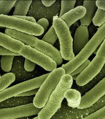Medicul Tudor Ciuhodaru atrage atenția: infecțiile cu Escherichia coli fac ravagii printre copii și pot fi letale
