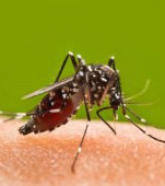 Medic român: nu neglijați înțepăturile de țânțari! Pot transmite West Nile