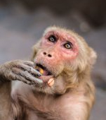 Variola maimuțelor, boala tropicală care a ajuns în Europa, face deja prima victimă!