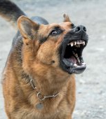 Un copil a rămas fără vârful nasului, mușcat fiind de câinele din curte