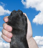 Noul animal de companie pe care toți părinții îl vor aproba
