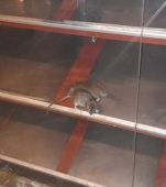 Șobolani fotografiați în vitrina uneia dintre cele mai mari patiserii din București