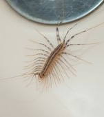 Gândacul pe care să nu îl ucizi niciodată