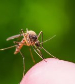Atenție, părinți! Există alertă de virus West Nile în această destinație de vacanță