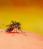 10 boli pe care copilul tău le poate lua de la țânțari