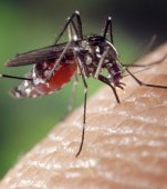 Ministerul Sănătății avertizează: cod roșu de țânțari în toată țara!