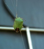 Alertă! Pregătiți-vă de invazia gândacilor puturoși! Ploșnița verde devine o amenințare