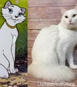 Explozie de drăgălășenie! Cum arată Pisicile Artistocrate în realitate!