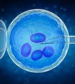 Primăria oferă bani pentru fertilizarea in vitro, pentru cupluri