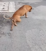 VIDEO: Cățelușul maidanez care se preface că este rănit ca să primească mâncare de la trecători