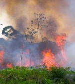Amazonul arde și baba se piaptănă