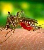 Alertă mondială! Un virus care afectează creierul, cauzat de țânțari, se răspândește în lume cu viteză