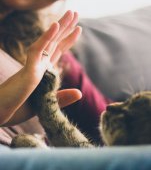 În ciuda aparențelor, pisica ta chiar te iubește, spune un studiu recent