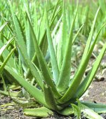 9 motive pentru care trebuie să folosești Aloe Vera