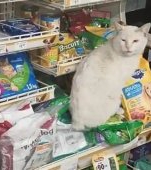 O pisică maidaneză a făcut o femeie să-i cumpere mâncarea ei favorită. Isteața felină a fost adoptată