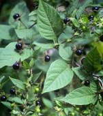 Planta care mi-a otrăvit copilul se găsește peste tot! Atenție, părinți! Copiii au halucinații și ochii iesiți din orbite