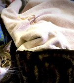 Cum a salvat o pisică viața unei fetițe care se sufoca în somn