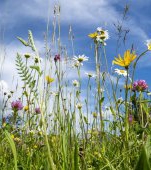 Plante ocrotite de lege în România: cele mai frumoase 18 flori rare