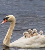 Natura suprinzătoare: tatăl lebăda are grijă de copii după ce partenera lui a murit la o săptămână de la venirea pe lume a puiuților